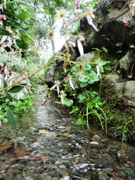 ユキノシタと笑う山椒