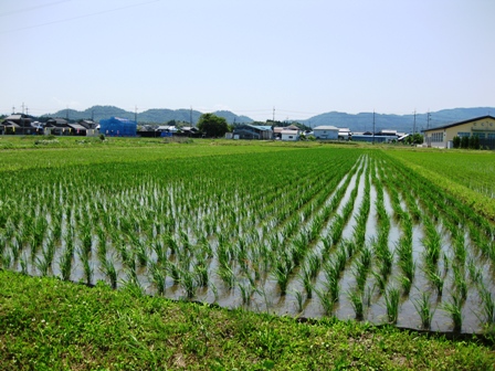 水無月・・風になびく