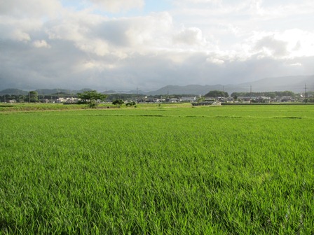 田んぼ三昧・・今日