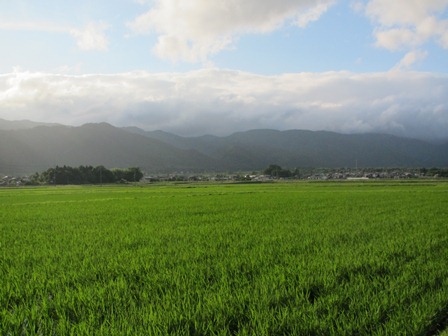 田んぼ三昧・・今日