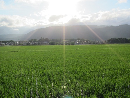 田んぼ三昧・・今日