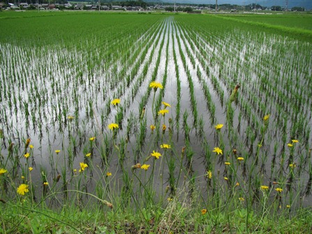 田んぼ三昧・・今日