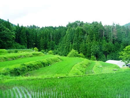 蒸し暑く・・夏至の一日と畑地区
