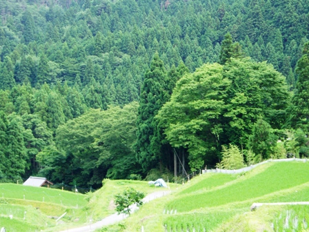 蒸し暑く・・夏至の一日と畑地区