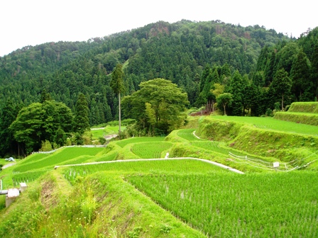 蒸し暑く・・夏至の一日と畑地区