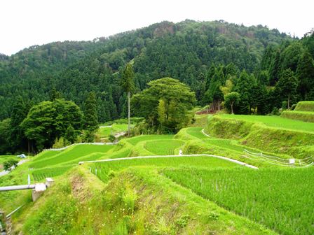 蒸し暑く・・夏至の一日と畑地区