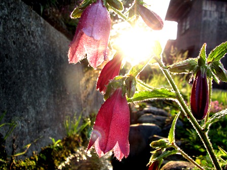 今日の風景と・・「くつきの森」