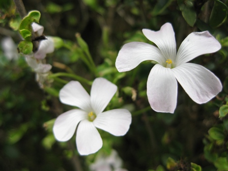 お昼の・・花・・花々