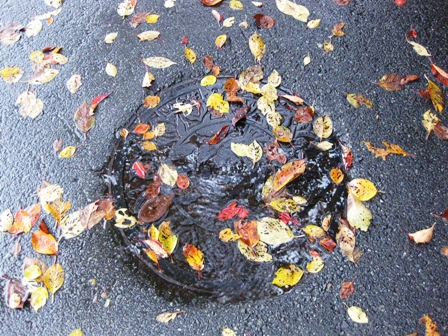 秋の朝、雨