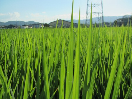 夏でした・・トンボ