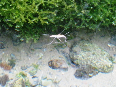 菱、ｱﾒﾝﾎﾞｳ、稲穂・・琵琶湖曇天