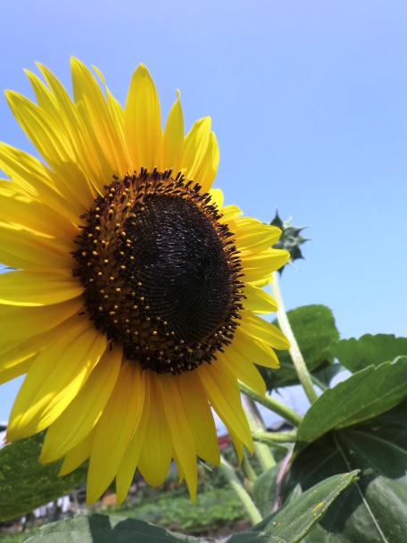 向日葵・・・夏休み
