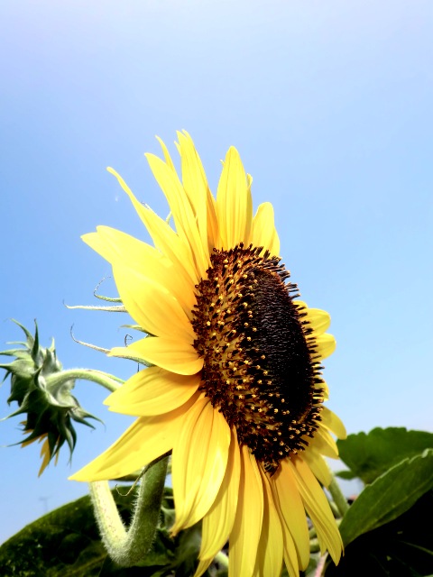 向日葵・・・夏休み