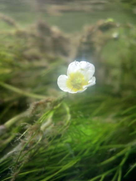 水中花