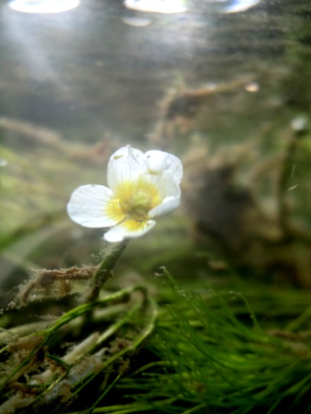 水中花