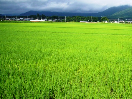 ７月７日・・琵琶湖周辺の朝も緑に