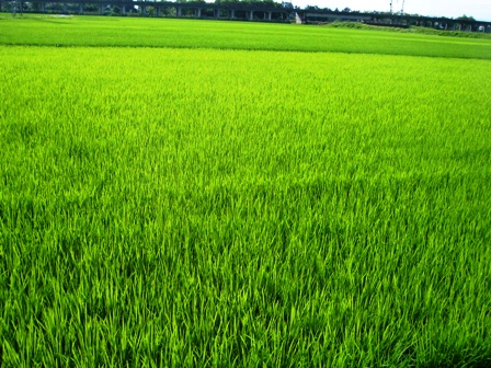 ７月７日・・琵琶湖周辺の朝も緑に