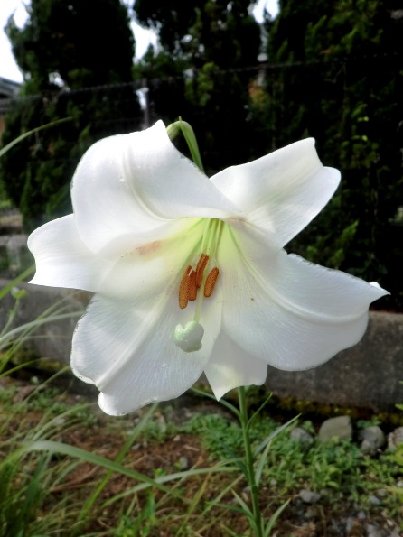 コンバイン