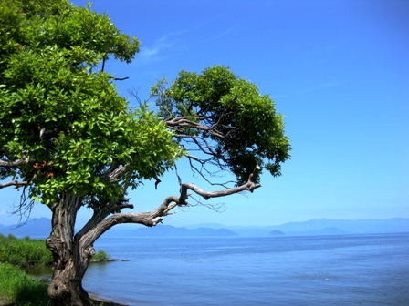 一本の木・・青空と琵琶湖を背景に・・。