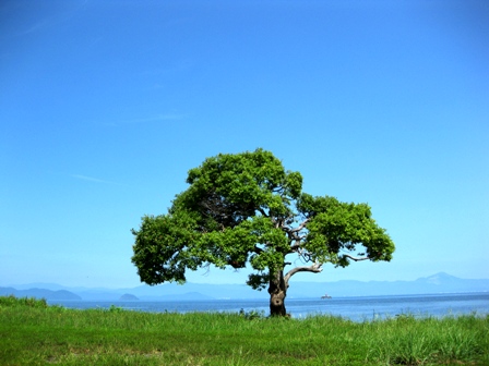 一本の木・・青空と琵琶湖を背景に・・。