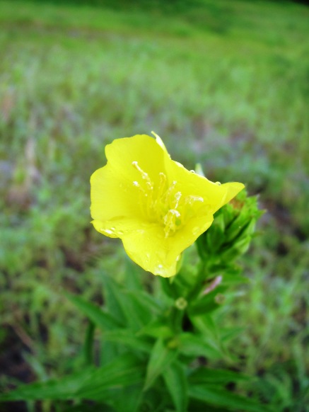 花と蝶・・琵琶湖岸