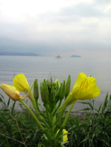 花と蝶・・琵琶湖岸