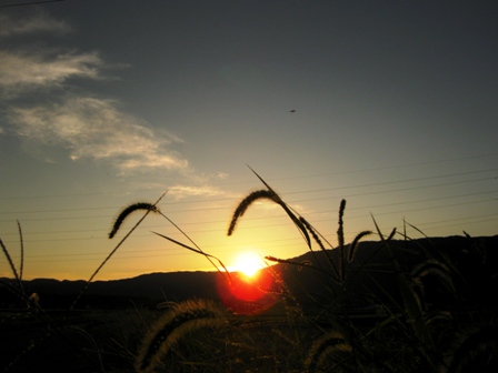 布袋葵の花から米初荷で青空・・夕暮れ