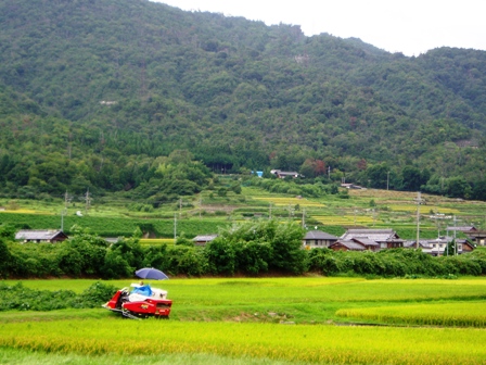八月終わりの・・高島市内