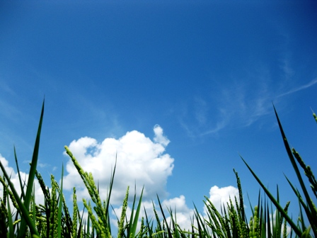 一気に夏模様に・・青空