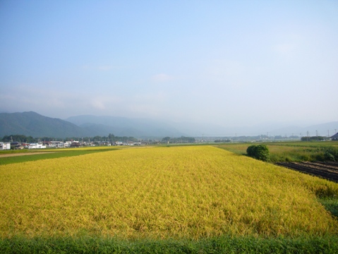 朝の田んぼを見ながら