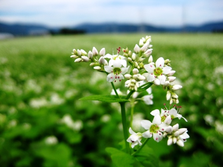 田んぼに・・ソバの花