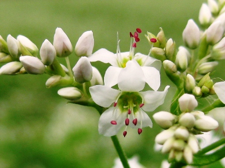 田んぼに・・ソバの花