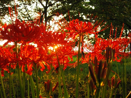 夕日に彼岸の花が・・・