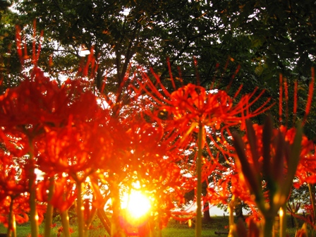 夕日に彼岸の花が・・・
