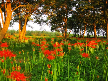夕日に彼岸の花が・・・