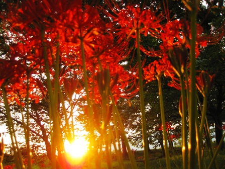 夕日に彼岸の花が・・・