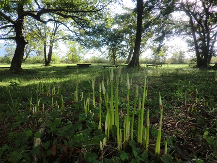ボンヤリと月曜日・・曼珠沙華