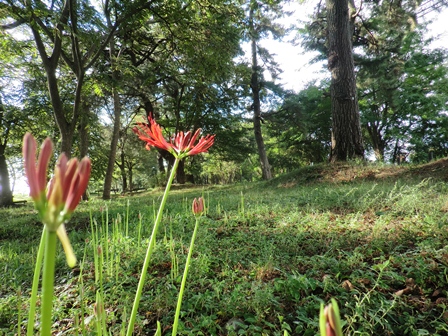 ボンヤリと月曜日・・曼珠沙華