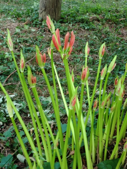 ボンヤリと月曜日・・曼珠沙華
