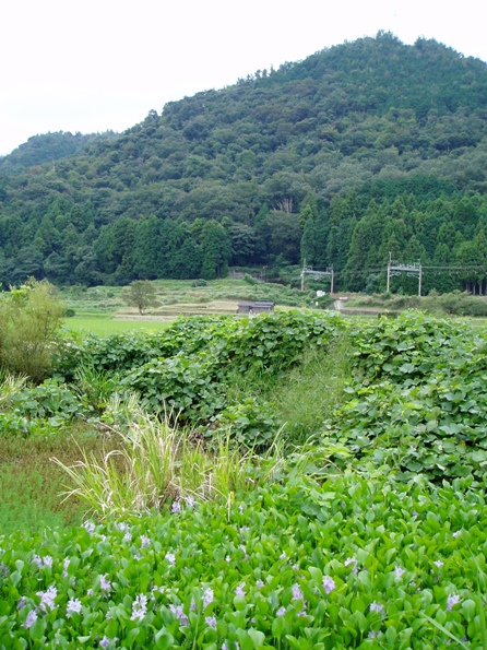 今日の高島市内の一部・・風景