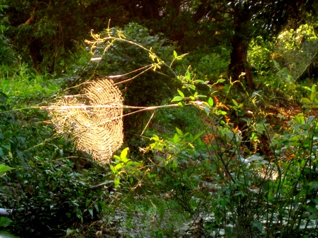 夕陽のシャワー？？
