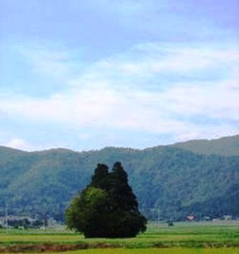 冬のトトロ