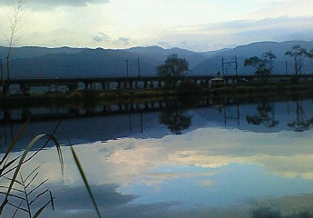 湖岸の緑