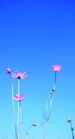 秋桜青空