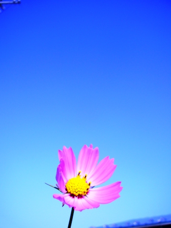 秋桜青空