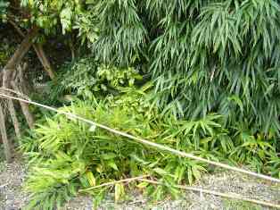 茗荷