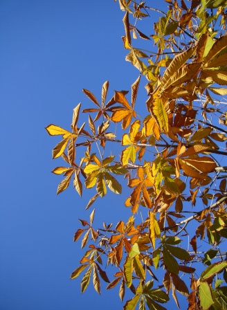 紅葉（黄葉）・フォトへＧＯ