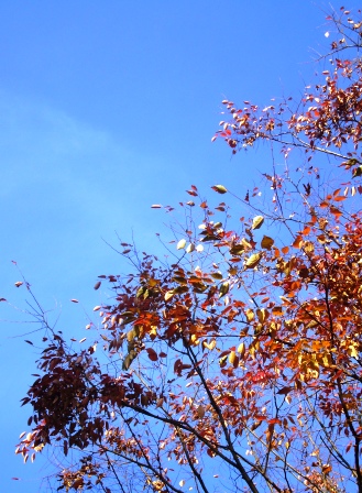 紅葉（黄葉）・フォトへＧＯ