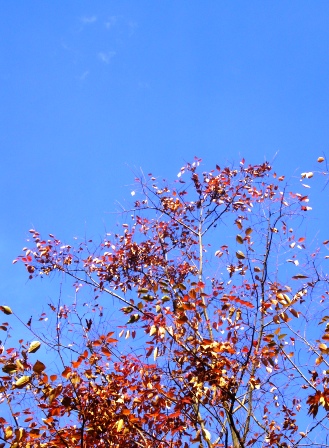 紅葉（黄葉）・フォトへＧＯ