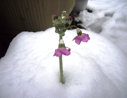 嫌やーーこんな雪